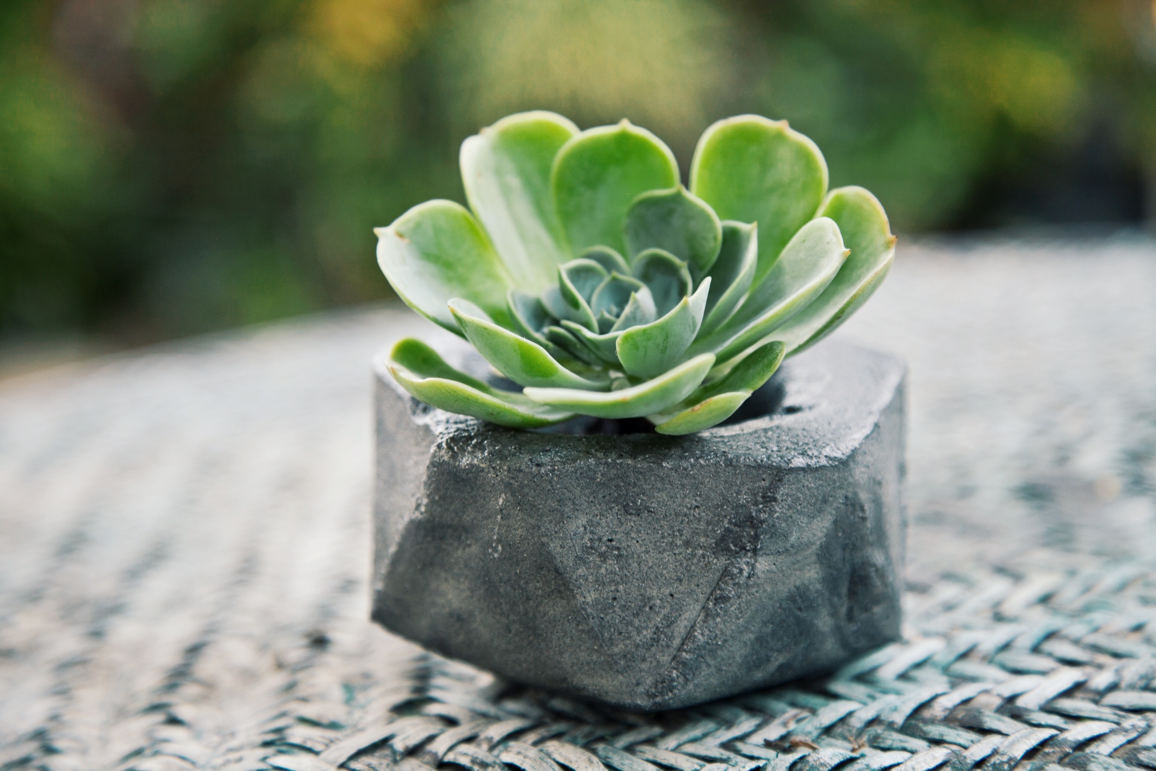 Concrete Geometric Succulent Planters via Needles + Leaves :: Giveaway